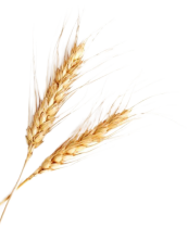 مایه خمیر گندم 